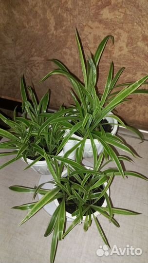 Хлорофитум полосатый