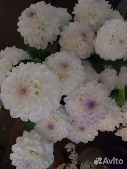 Продаю георгины