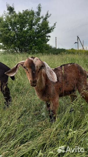 Породистые козы