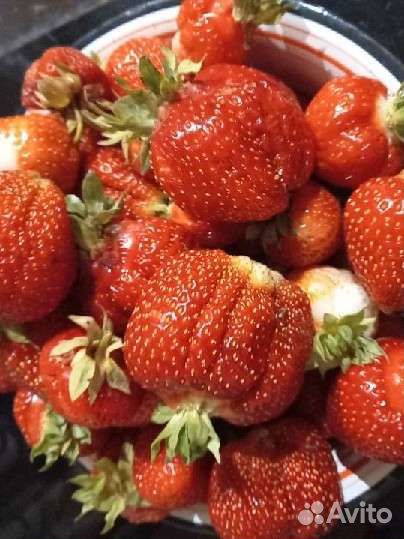 Рассада клубники чамора туруси