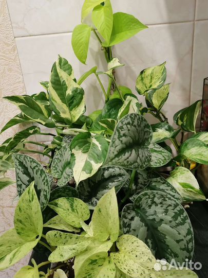 Эпипремнумы, сциндапсусы