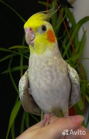 Попугай корелла 2,5 мес и выкормыши