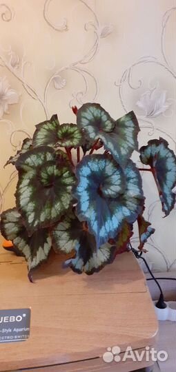 Бегония декоративно лиственная