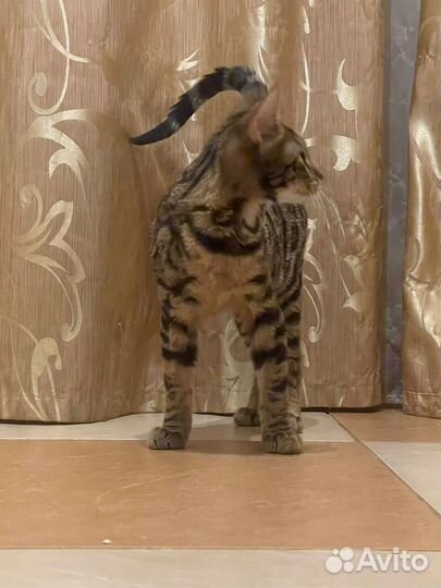 Котёнок Абикун