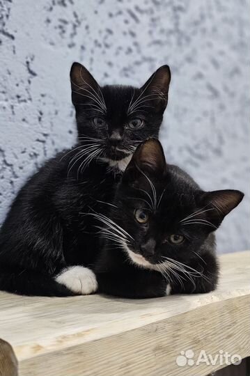 Котята