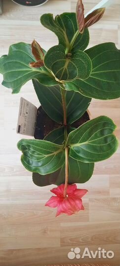 Продам цветы комнатные мединила в активном росте