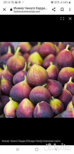 Саженцы инжира Чикаго Харди