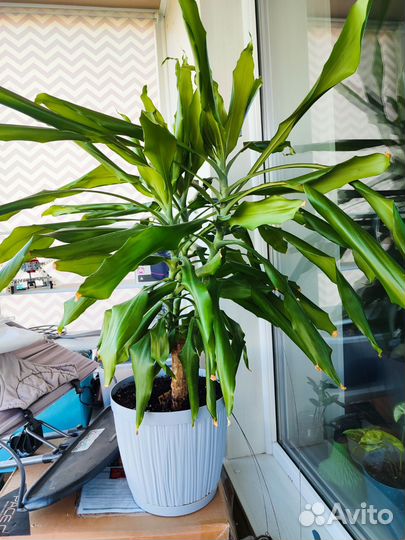 Пальма кордилина