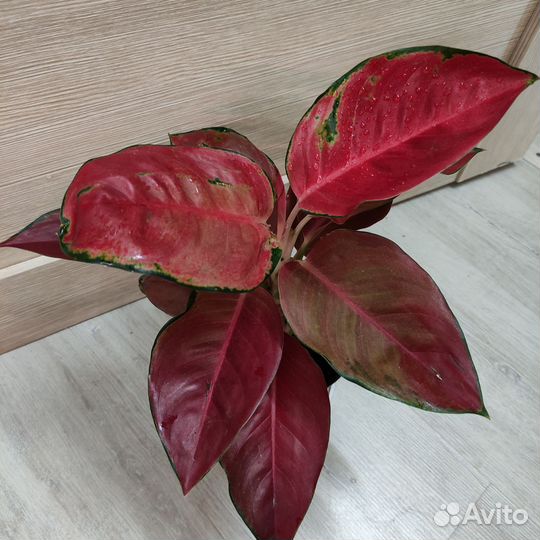 Аглаонемы часть 2