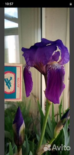 Ирис блэк Найт