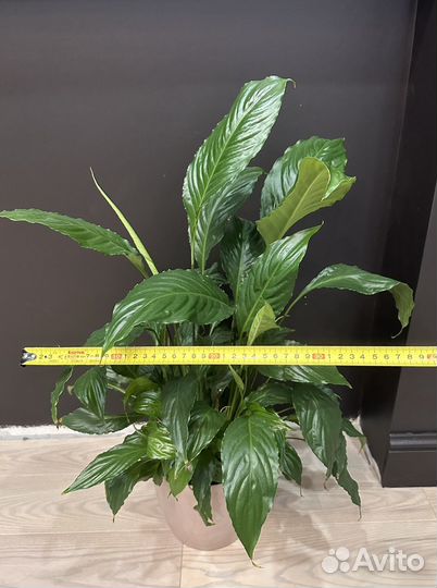 Спатифиллум Верди