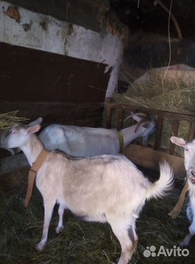 Козы дойные 6т козёл 12 т племенной доставка