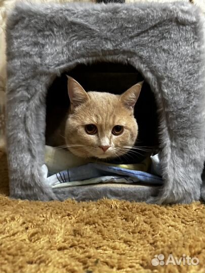 Отдам кота в добрые руки