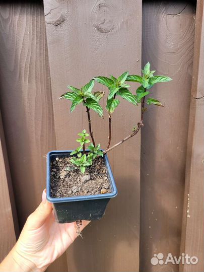 Мята ментоловая