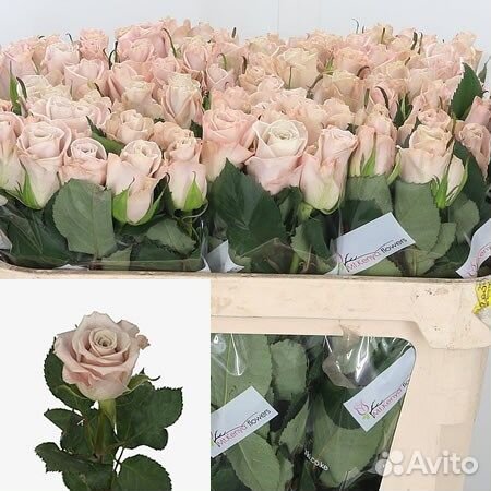 Букет из роз Menta Премиум 50 см