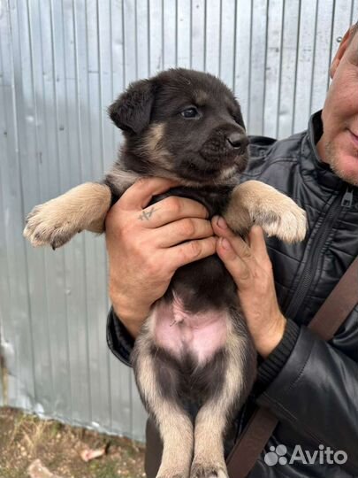 Щенок мальчик