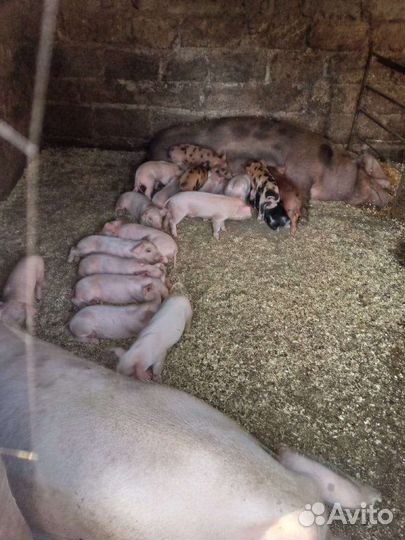 Поросенок помесь ландшафт с дюрком