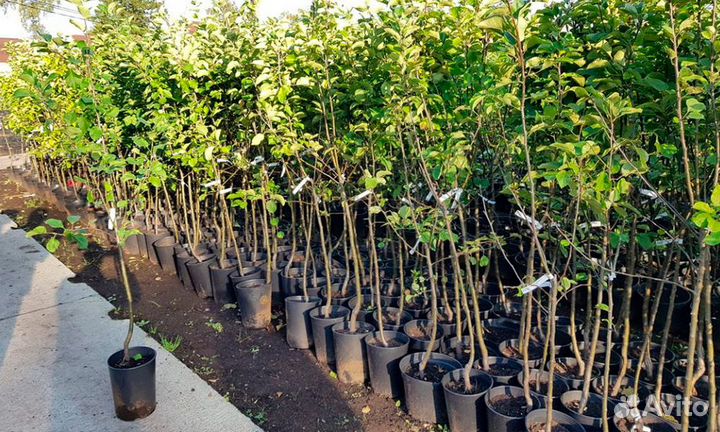 Саженцы груши и яблони