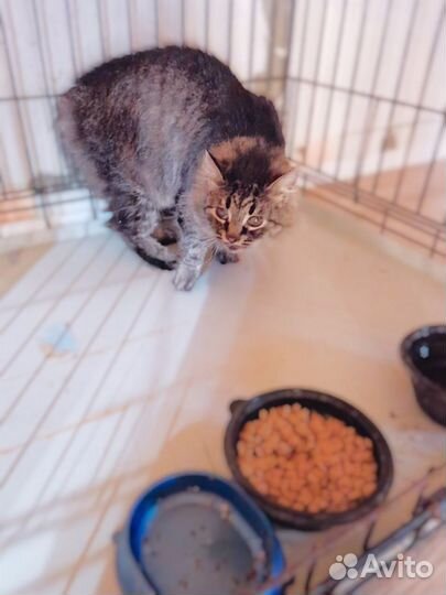 Незрячая на усыпление