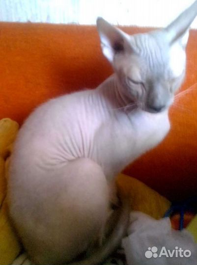 Канадский сфинкс