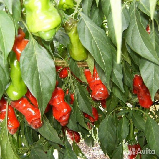 Острый перец Peter Pepper