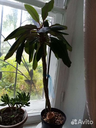 Молочай пальма