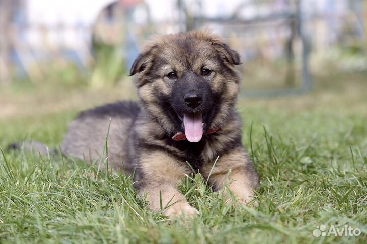 Щенок в дар