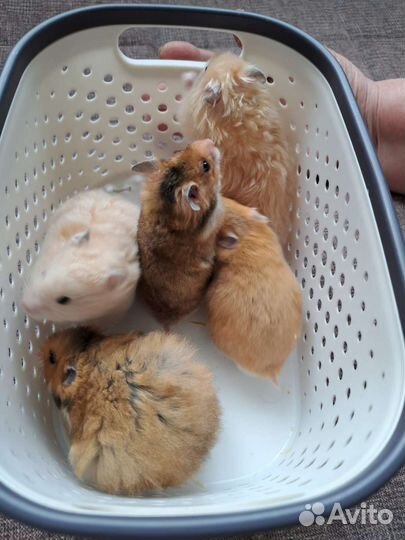 Сирийский хомяк