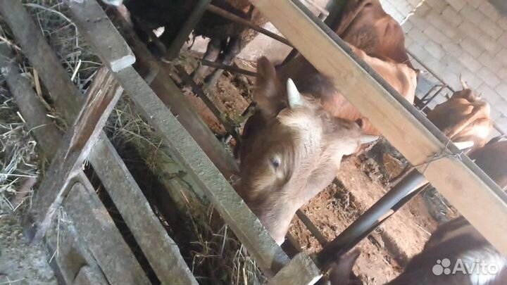 Бычки и быки, бычки на откорм