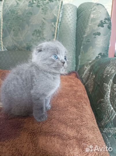 Шотландская