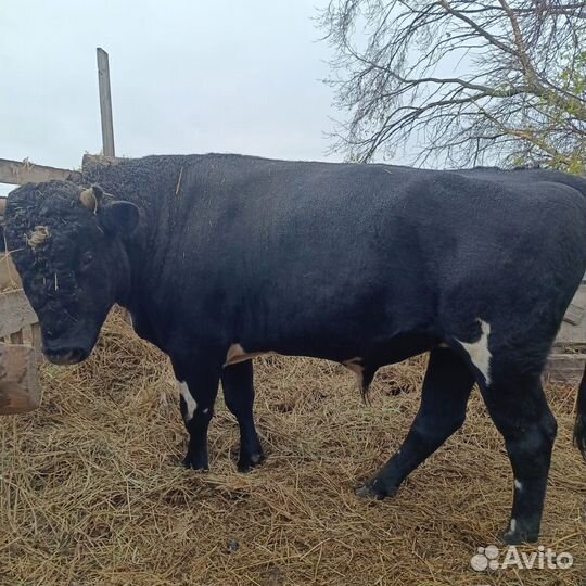 Бык, корова