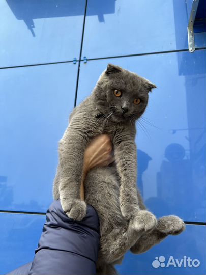 Британский кот Шотландский