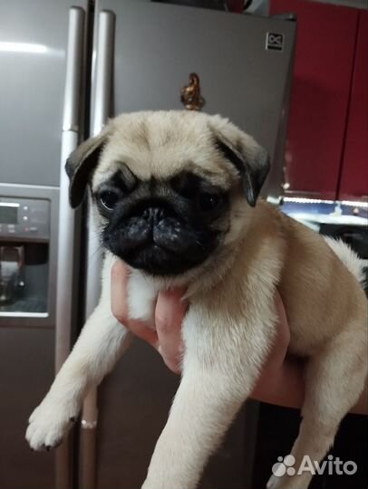 Щенки мопса