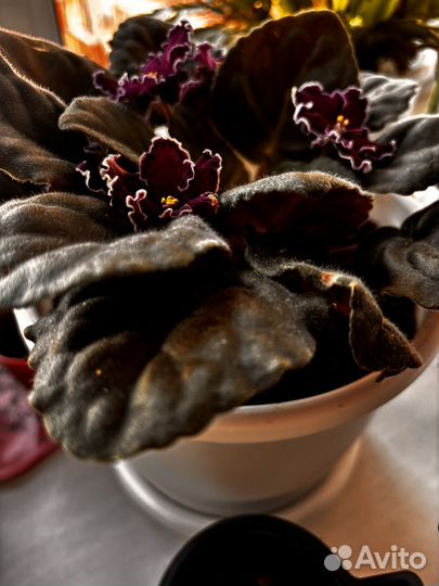 Фиалка лист