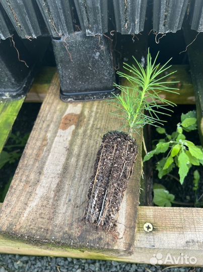 Зкс и окс сеянцы Сосна Ель Лиственница с окс