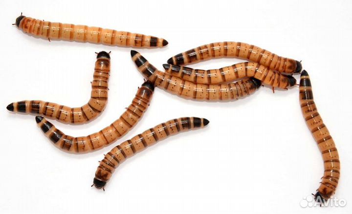 Сверчки, тараканы, зофобас и др