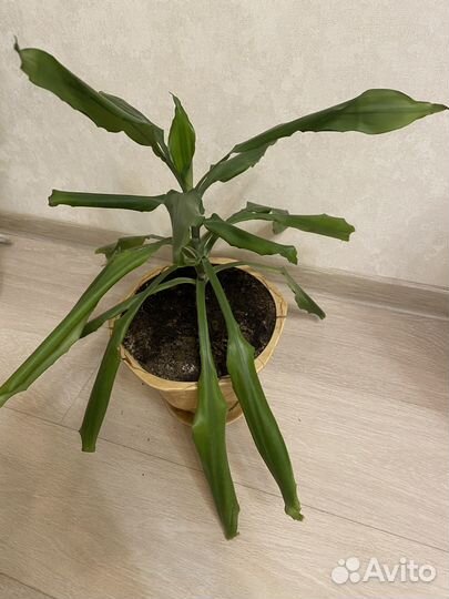 Пальма юкка