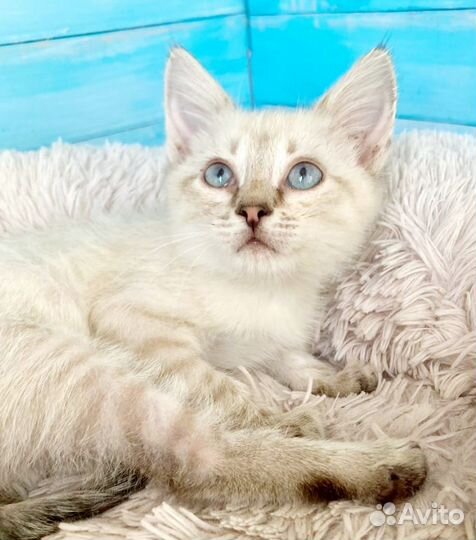 Котëнок крошка ищет добрые руки