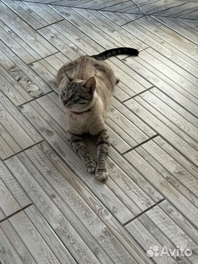 Кошка охос азулес