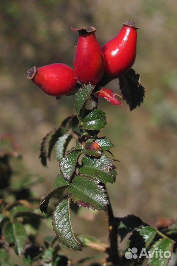 Семена Шиповник Турецкий