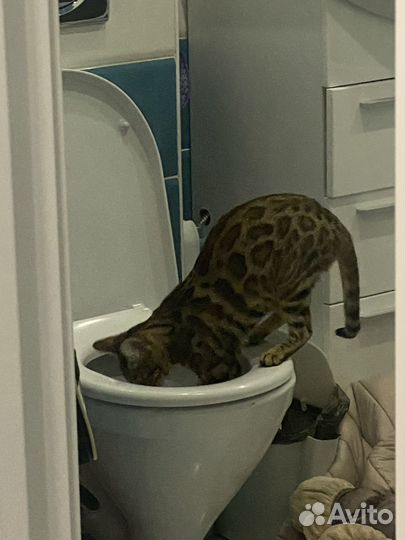 Бенгальская кошка