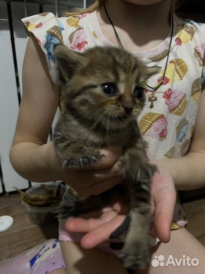 Отдам в добрые руки