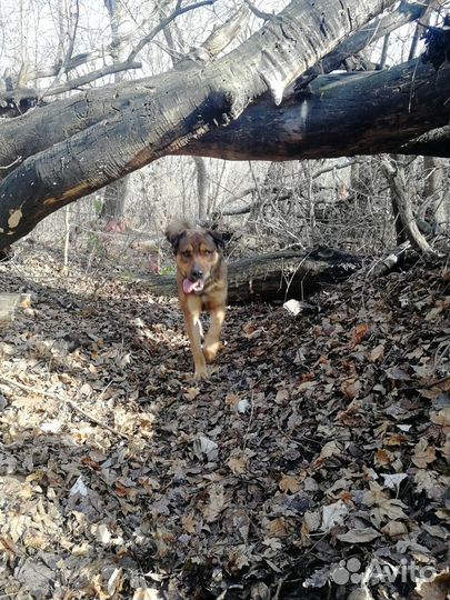 Выгул собак в центре Ростова