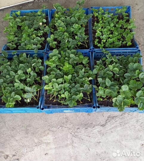 Рассада саженцы клубники. Малина, Голубика