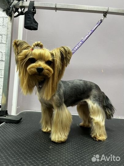 Груминг г. Мытищи,зоосалон LittleGroomer, Пирогово