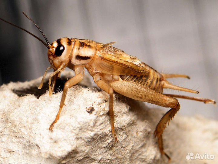 Кормовые сверчки для Рептилий