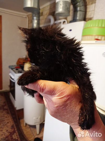 Кошечка малышка