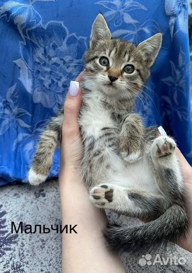 Кошка в дар