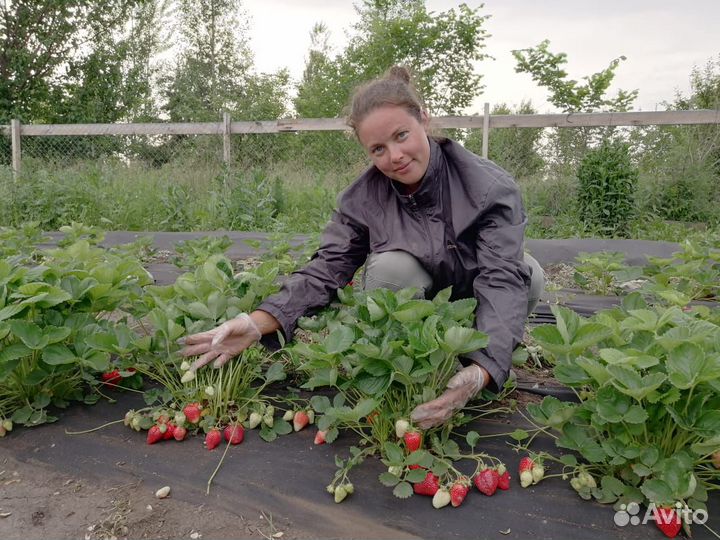 Рассада клубники. Саженцы голубики