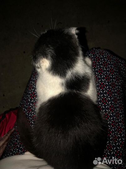 Котенка в добрые руки